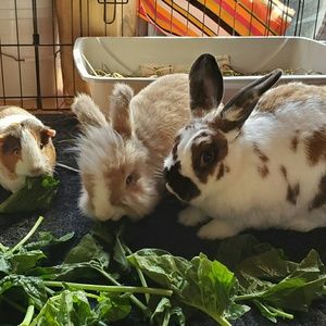 Meet your Posher, Janet